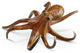 SPI Lurking Octopus