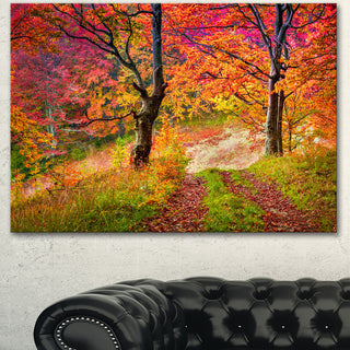 Bright Colorful Fall Trees in Forest, Landscape Canvas Art Print, 60"x28"