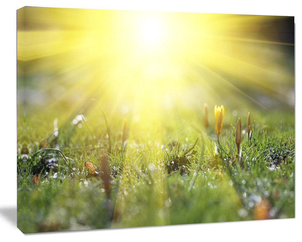 Bright Sunset Above Spring Flowers, Oversized Landscape Canvas Art, 20"x12"