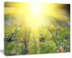Bright Sunset Above Spring Flowers, Oversized Landscape Canvas Art, 20"x12"
