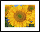 Common Sunflower Group Showing Symmetrical Seed Heads, North America, 30"x24"