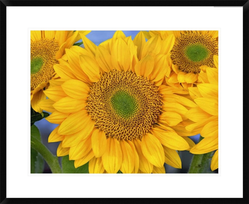 Common Sunflower Group Showing Symmetrical Seed Heads, North America, 30"x24"