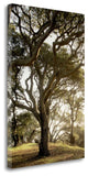 "Oak Tree - 69" By Alan Blaustein, Giclee Print on Gallery Wrap Canvas
