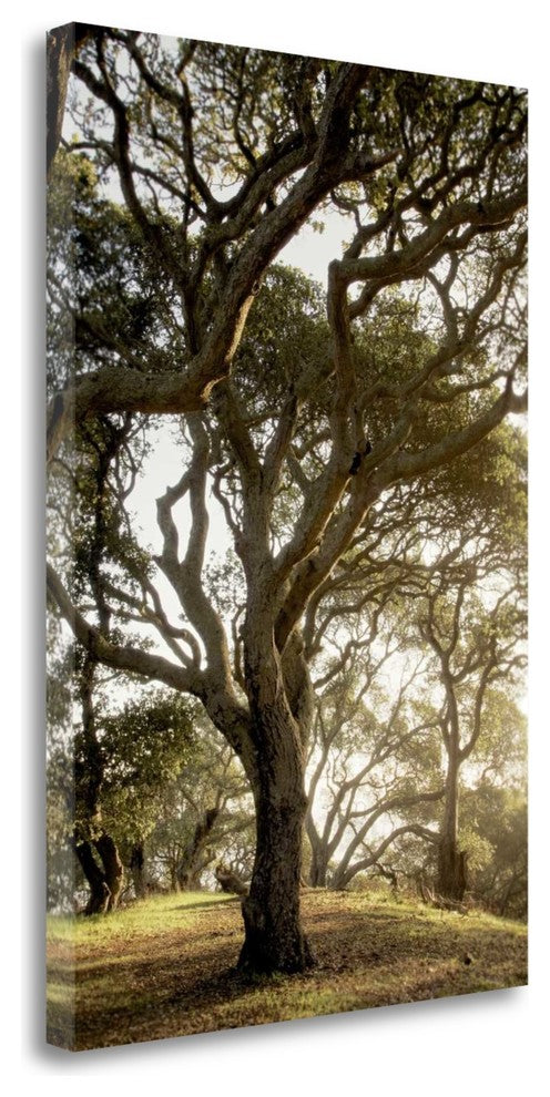 "Oak Tree - 69" By Alan Blaustein, Giclee Print on Gallery Wrap Canvas