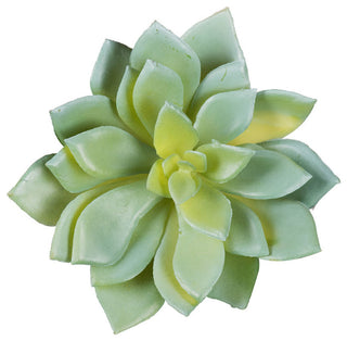 Full view of the succulent on a uniform white background, best represents the product