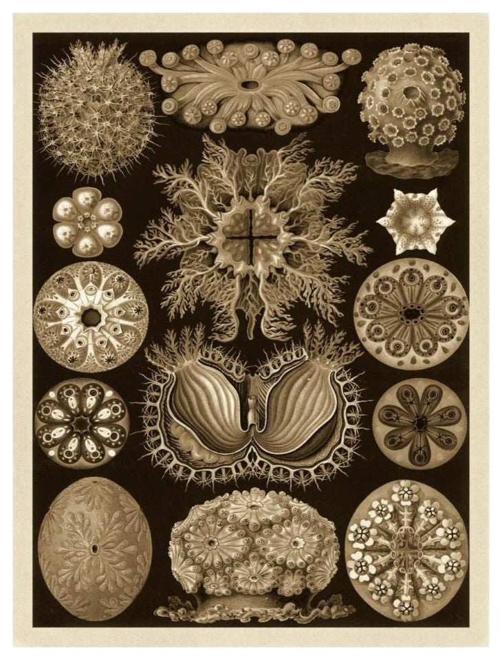 "Haeckel Nature Illustrations: Ascidiae - Sepia Tint" Print, 20"x26"