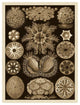 "Haeckel Nature Illustrations: Ascidiae - Sepia Tint" Print, 20"x26"