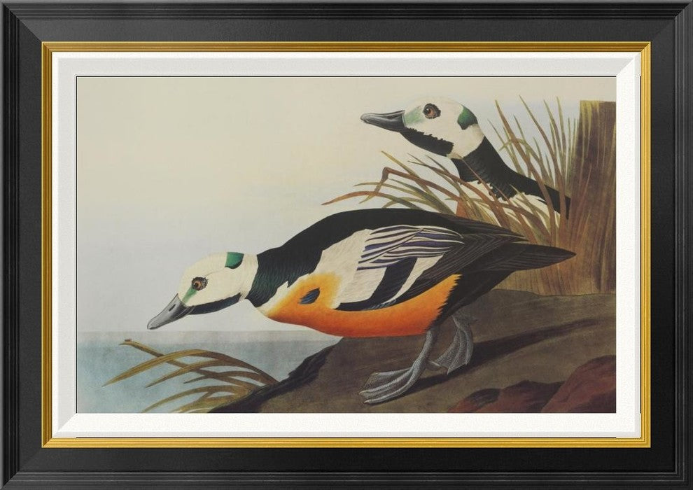"Western Duck" Framed Canvas Giclee by John James Audubon, 28x20"