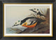 "Western Duck" Framed Canvas Giclee by John James Audubon, 28x20"