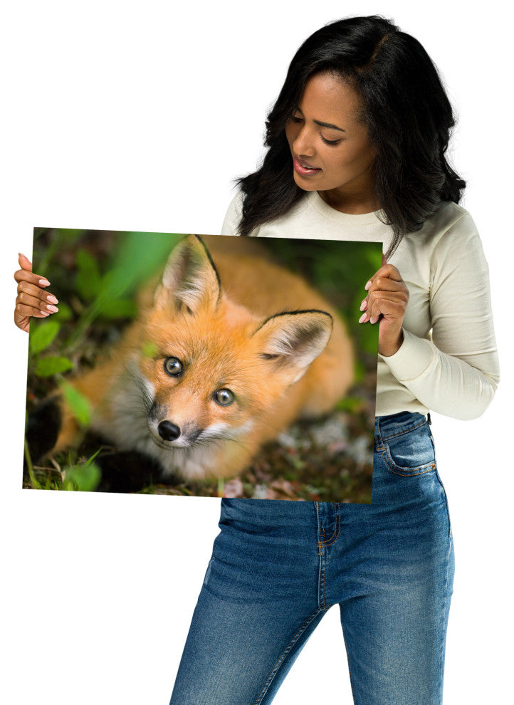 Young Red Fox Face Animal Wildlife Nature Photograph Loose Wall Art Print, 12" X 16"