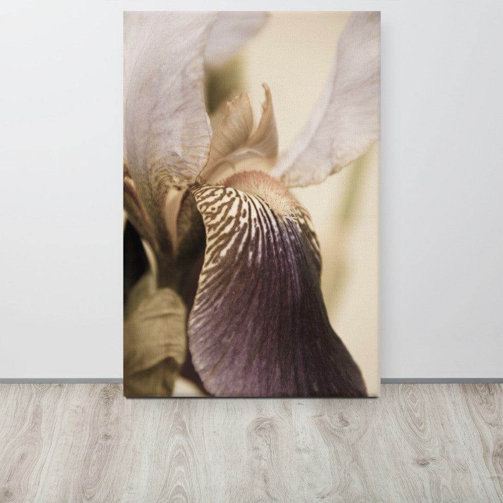 Japanese Iris Delight Aged Floral / Botanical Canvas Wall Art Print, 24" X 36"