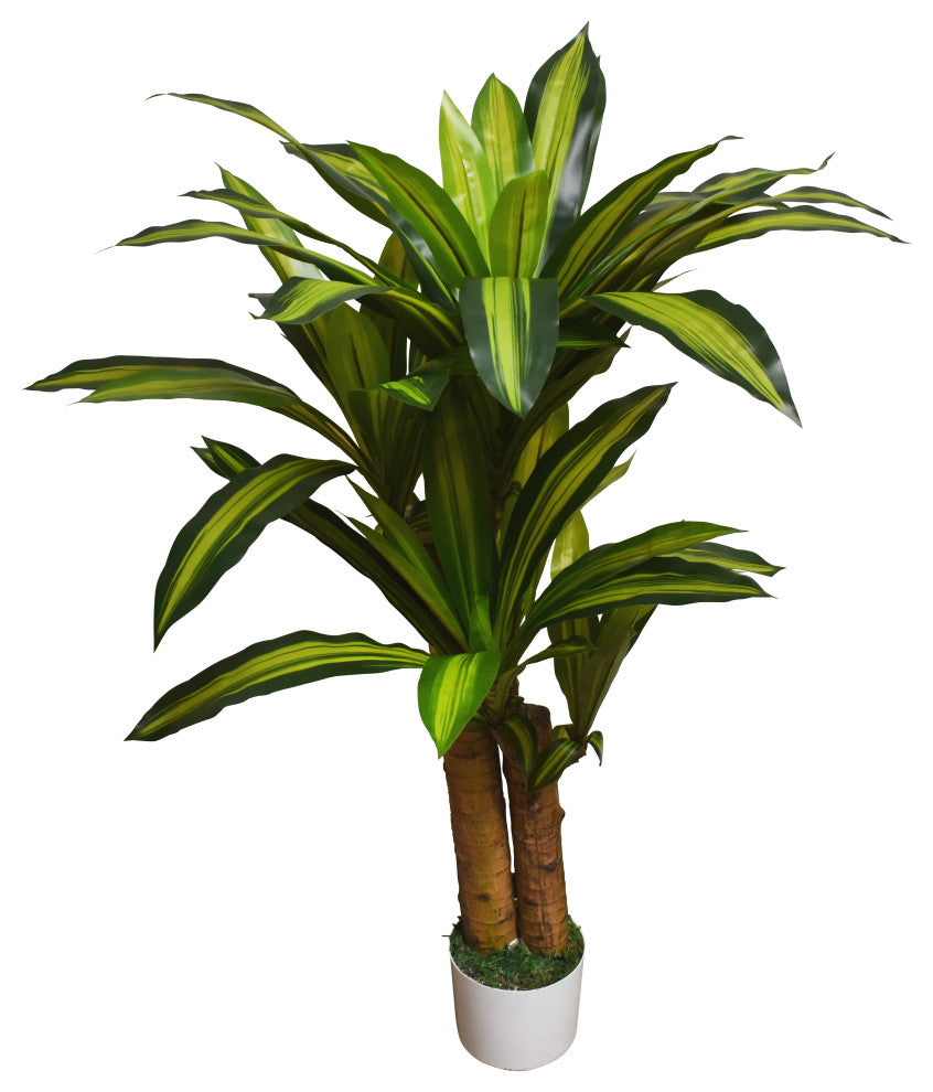 Dracaena Tree in White Pot