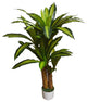 Dracaena Tree in White Pot