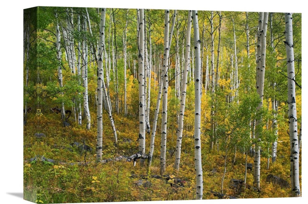 "Aspen forest, Colorado" Stretched Canvas Giclee by Tim Fitzharris, 16"x12"
