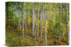 "Aspen forest, Colorado" Stretched Canvas Giclee by Tim Fitzharris, 16"x12"