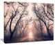 "Road Through Mystical Dark Forest" Photograph Print, 20"x12"