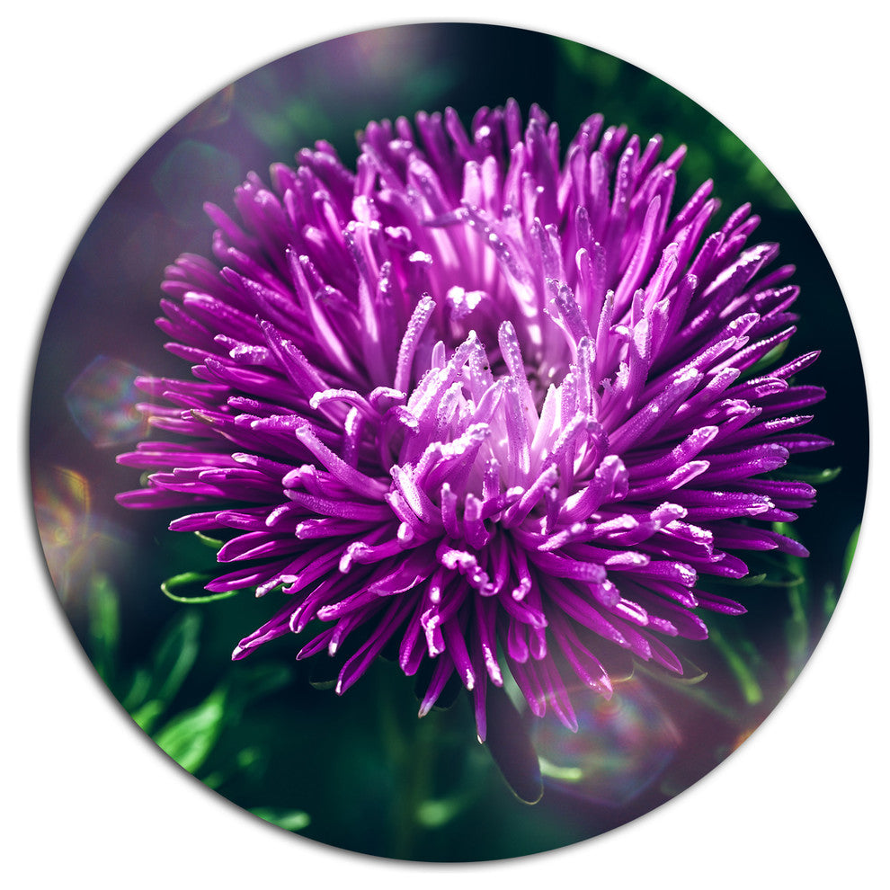 Chrysanthemum Flower With Bokeh, Flowers Disc Metal Wall Art, 36"
