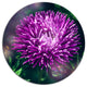 Chrysanthemum Flower With Bokeh, Flowers Disc Metal Wall Art, 36"
