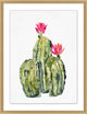 Pink Blooming Cacti 2