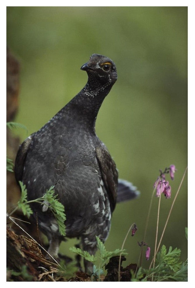 "Blue Grouse, North America" Digital Paper Print by Tim Fitzharris, 26"x38"
