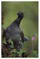 "Blue Grouse, North America" Digital Paper Print by Tim Fitzharris, 26"x38"