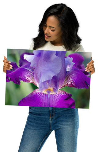 Glowing Iris Nature Photography, Floral Unframed Wall Art Print, 12" X 18"