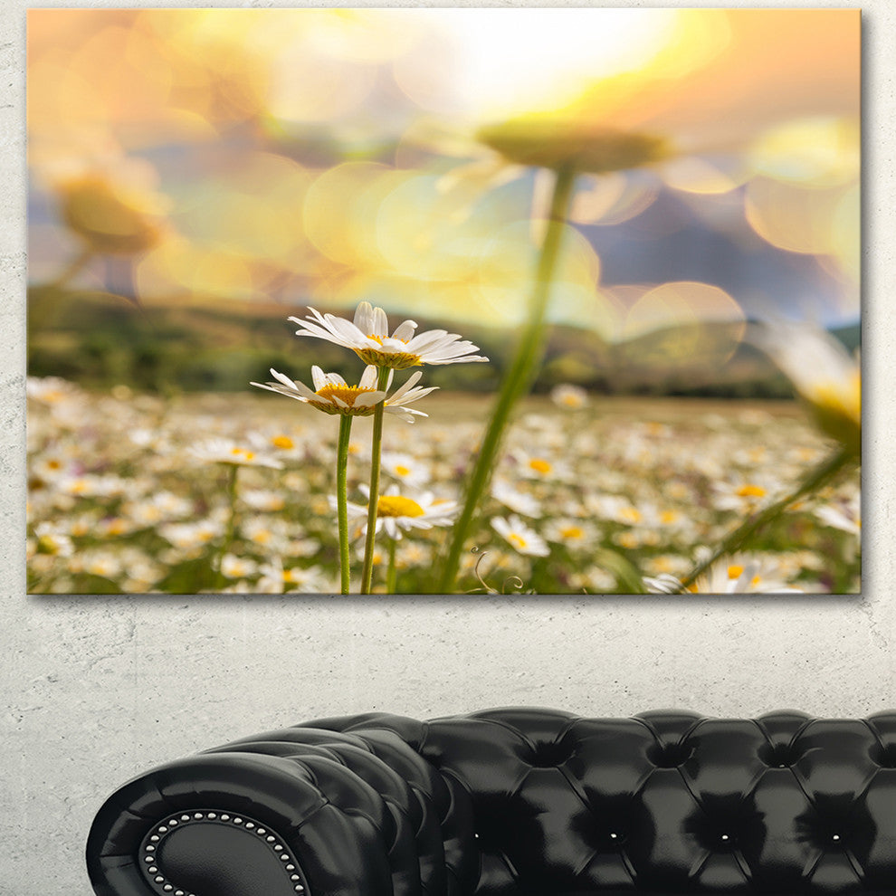 Amazing Chamomile Flower Field, Floral Canvas Art Print, 40"x30"
