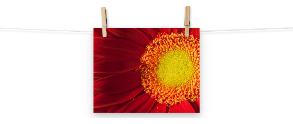 Nature's Beauty Nature Photography, Floral Unframed Wall Art Print, 8" X 10"
