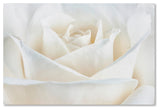Cora Niele 'Pure White Rose' Canvas Art