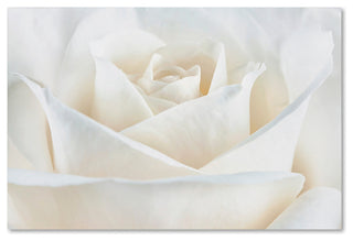 Cora Niele 'Pure White Rose' Canvas Art