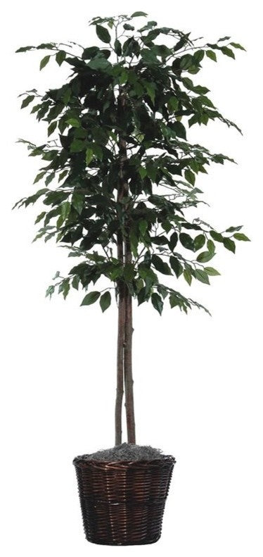 Vickerman 6' Ficus Tree