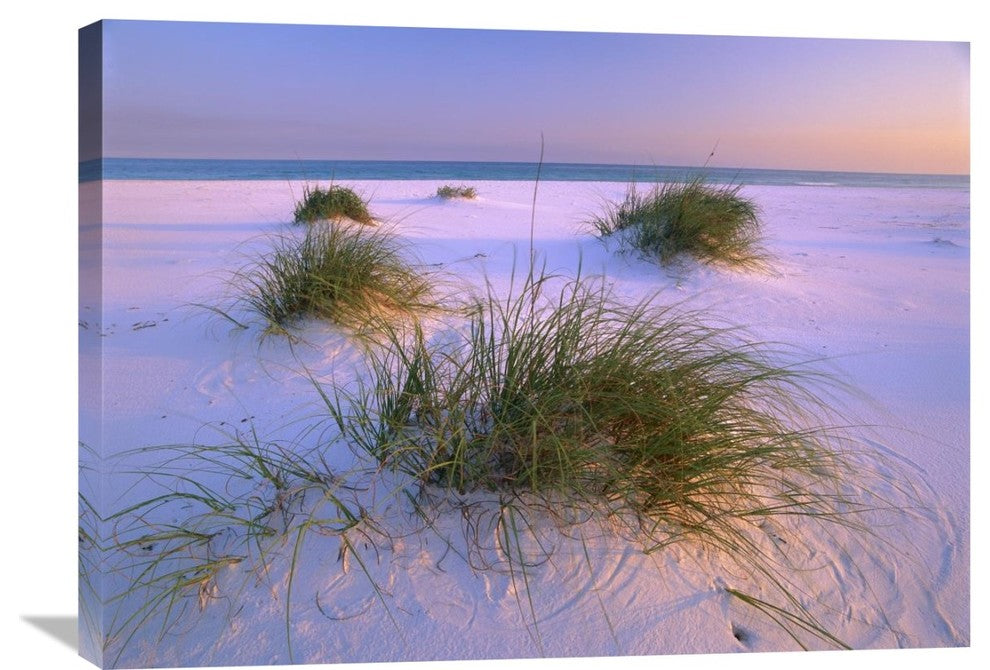"Sea Oats, Santa Rosa Island, Gulf Islands National Seashore, Florida" Artwork