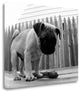"Bentley" By Kim Levin, Giclee Print on Gallery Wrap Canvas, Ready to Hang