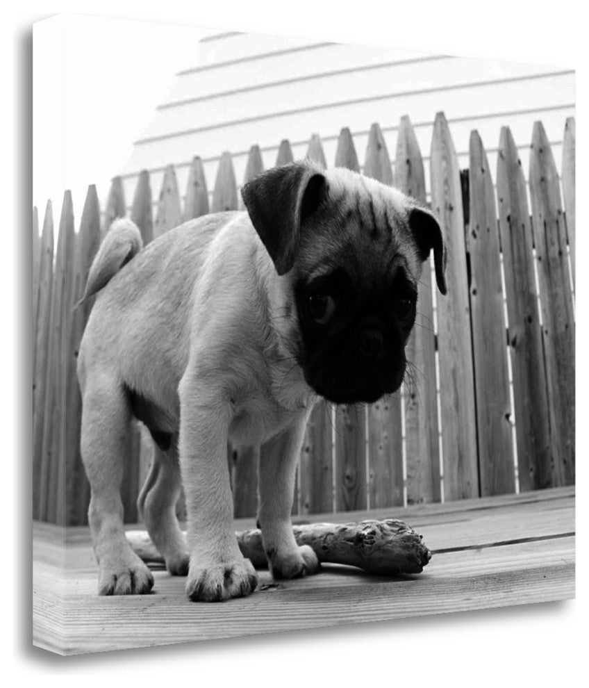 "Bentley" By Kim Levin, Giclee Print on Gallery Wrap Canvas, Ready to Hang
