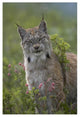 "Canada Lynx portrait, North America" Paper Print by Tim Fitzharris, 26"x38"