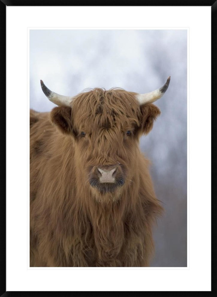 "Cattle, a highland breed, Kodiak Island, Alaska"  by Michael Quinton, 28x38"