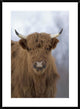 "Cattle, a highland breed, Kodiak Island, Alaska"  by Michael Quinton, 28x38"