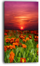 "Sunset Flowers With Red Sky" Modern Landscape Wall Art Canvas, 20"x40"
