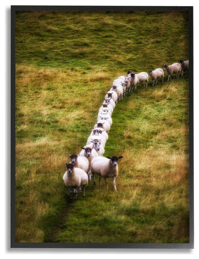 Sheep Line Farm Animal Landscape Photo, 11"x14"
