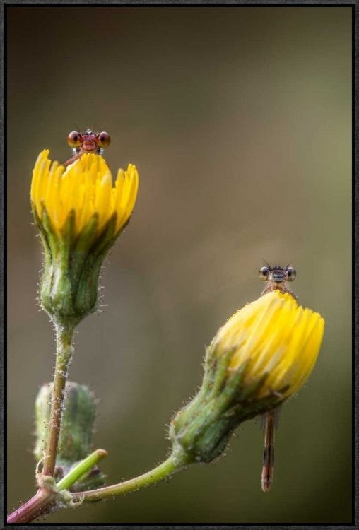"This time you cant shoot us!"  by Ghizzi Panizza Alberto, 21x31"