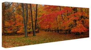 'Ohio Autumn' Canvas Art by Kurt Shaffer