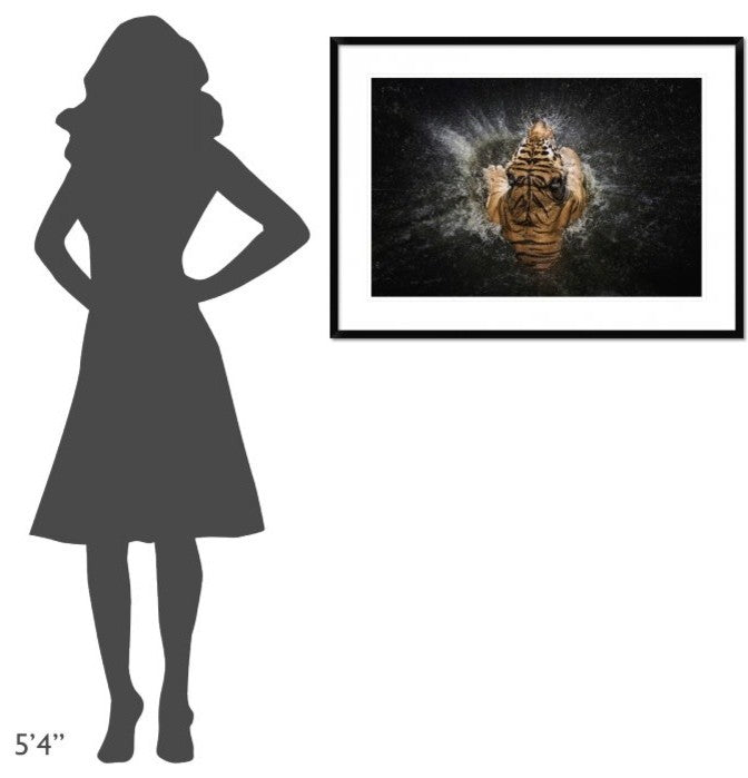 "Tiger Splash" Framed Digital Print by Win Leslee, 38"x28"