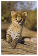 "Serval kitten, 2.5 week old orphan, Masai Mara Reserve" Paper Art, 18"x26"