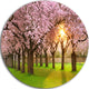 Fascinating Springtime Cherry Scenery, Landscape Round Artwork, 11"
