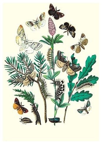 Moths: O. Gonostigma, D. Pudibunda, Et Al.- Fine Art Giclee Print 24" x 36"