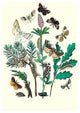 Moths: O. Gonostigma, D. Pudibunda, Et Al.- Fine Art Giclee Print 24" x 36"