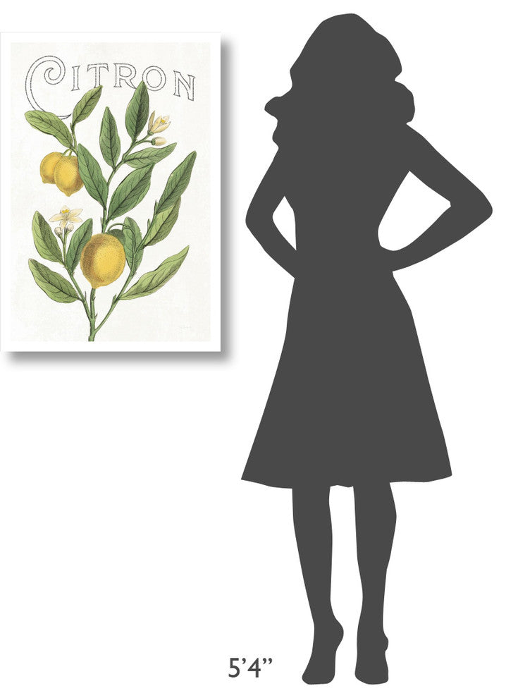 "Classic Citrus V v2" Digital Paper Print by Sue Schlabach, 22"x32"