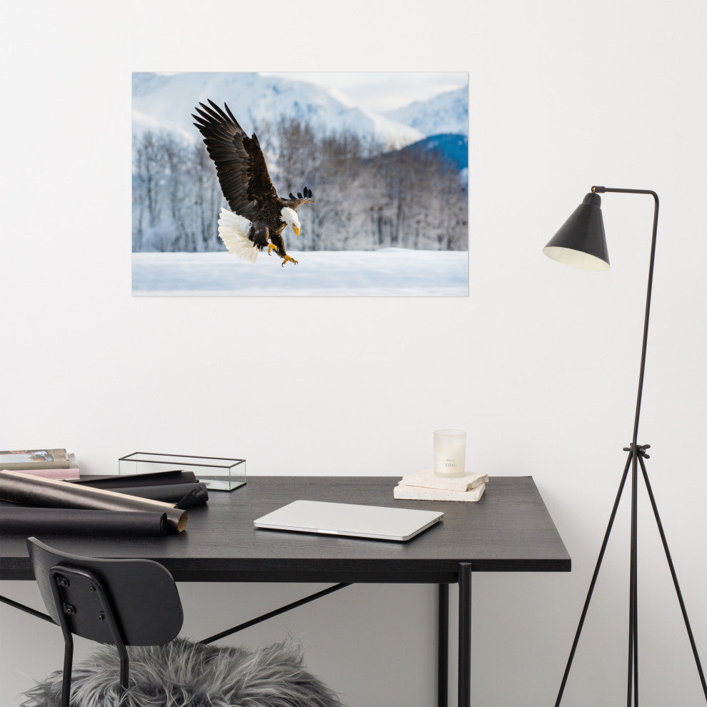 Adult Bald Eagle Alaskan Winter Animal Wildlife Photograph Loose Wall Art Print, 24" X 36"