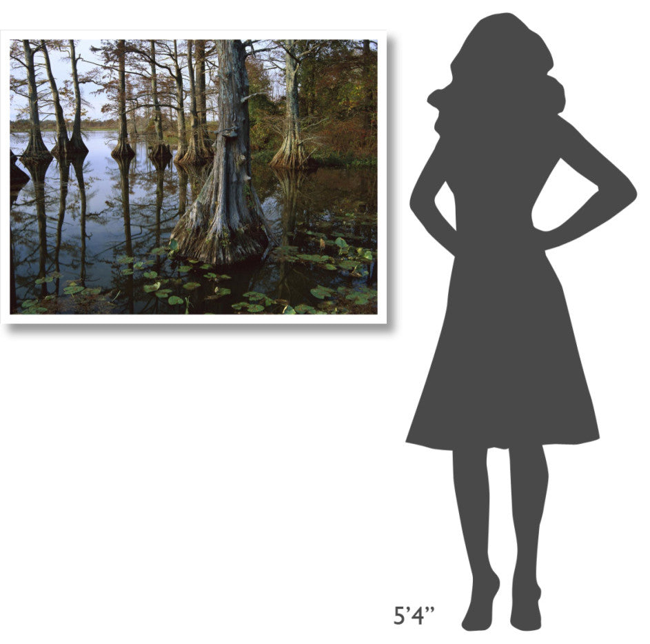 "Bald Cypress, upper Blue Basin, Reelfoot Wildlife Refuge" Paper Art, 42"x32"