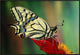 "Oldworld Swallowtail side view, Europe"  by Jef Meul, 37x25"